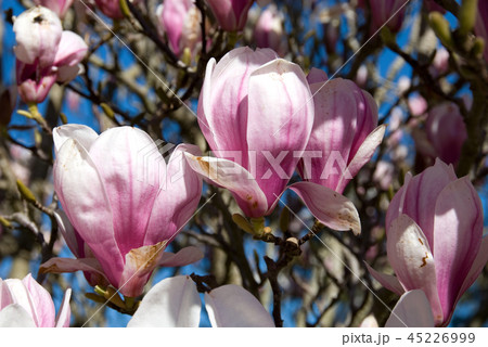 Flowering Magnolia 45226999