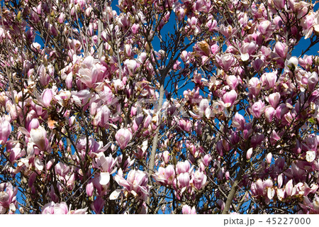 Flowering Magnolia 45227000