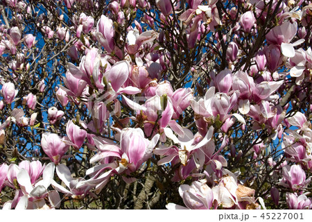 Flowering Magnolia 45227001