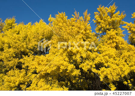 Flowering Wattle 45227007