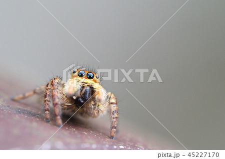 ハエトリグモの一種 45227170
