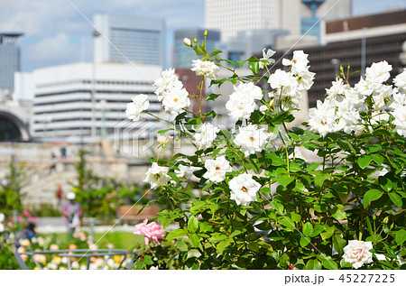 大阪 中之島バラ園の風景 大阪 中之島バラ園の風景 45227225