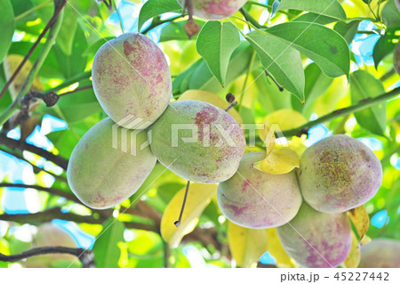 丸々と太ったアケビの実 45227442