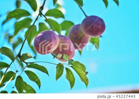 丸々と太ったアケビの実 45227443