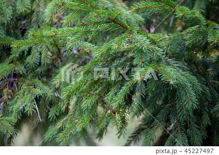 Green Christmas tree branch closeup 45227497