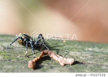 ヤニサシガメの幼虫（エダシャクの幼虫を捕食） 45227529