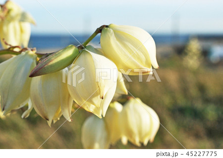 白いアツバキミガヨランの花 白いアツバキミガヨランの花 45227775