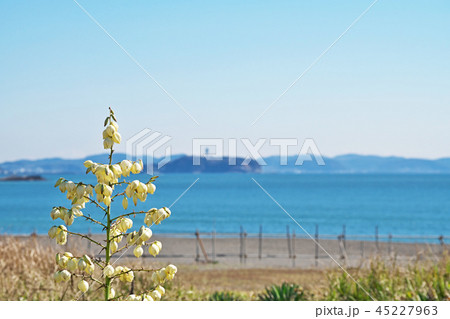 白いアツバキミガヨランの花と江ノ島 45227963