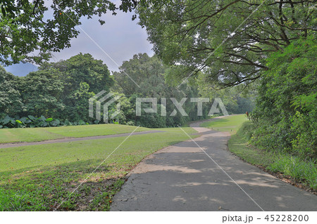 a Country road running through deciduous forest 45228200