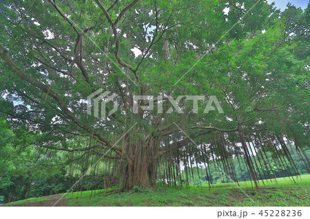 a big treee at the gold club a big treee at the gold club 45228236