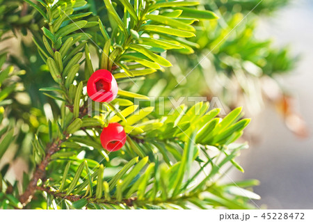 赤いイチイの実 赤いイチイの実 45228472