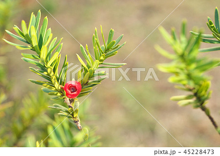 赤いイチイの実 赤いイチイの実 45228473