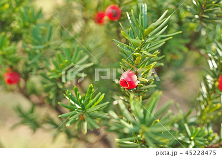 赤いイチイの実 赤いイチイの実 45228475