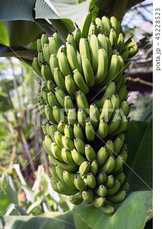 サンジャクバナナ サンジャクバナナ 45228523