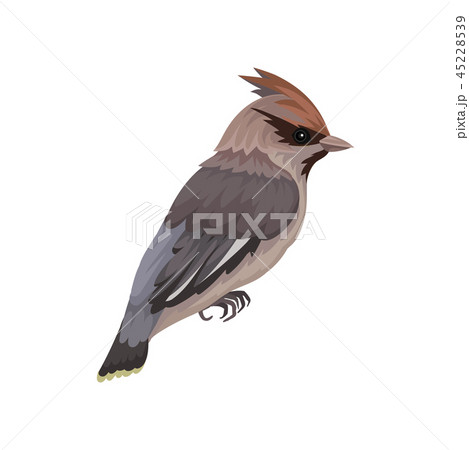 Waxwing bird with silky plumage and crest. Small passerine songbird. Fauna and ornithology theme Waxwing bird with silky plumage and crest. Small passerine songbird. Fauna and ornithology theme 45228539