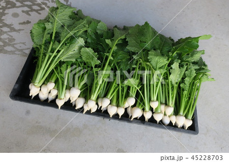 小カブ(野菜) 小カブ(野菜) 45228703