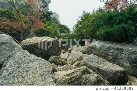 背景　素材 　自然　岩　森林の風景 45229088