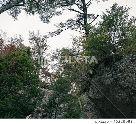 背景 素材 自然 岩 森林の風景 見上げる構図 背景 素材 自然 岩 森林の風景 見上げる構図 45229093