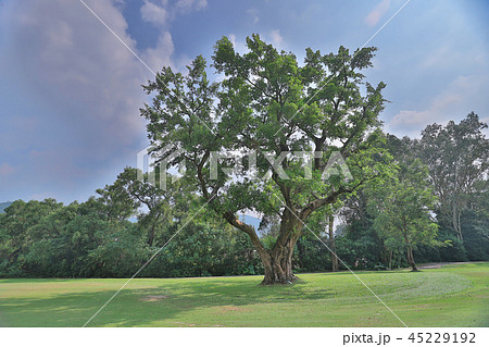 a big treee at the gold club 45229192