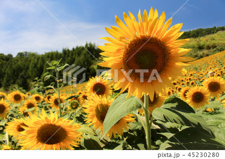 三ノ倉高原ひまわりフェスタ 45230280