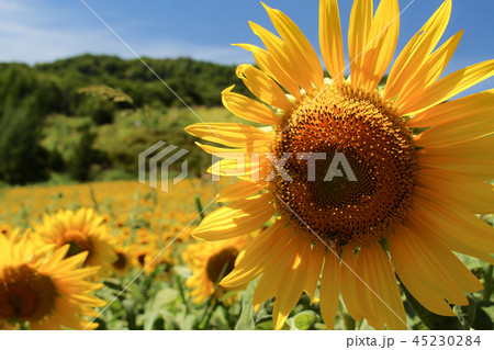 三ノ倉高原ひまわりフェスタ 45230284