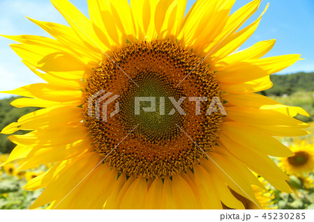 三ノ倉高原ひまわりフェスタ 45230285