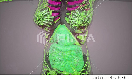 Anatomy Tomography Scan of Human Body 45230369