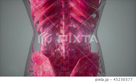 Anatomy Tomography Scan of Human Body 45230377