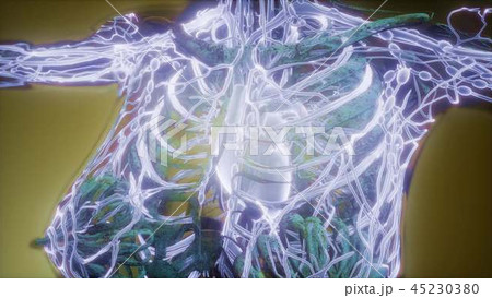 Human Body with Glow Blood Vessels Human Body with Glow Blood Vessels 45230380