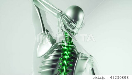 Human Spine Skeleton Bones Model with Organs Human Spine Skeleton Bones Model with Organs 45230398