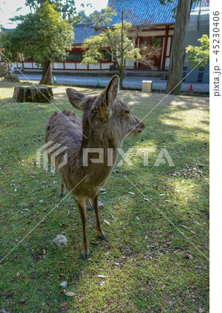 deer in nara park 45230406