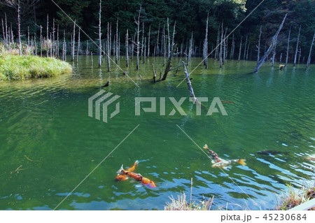 一の俣桜公園の湖 45230684