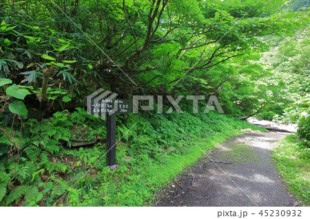 夏の谷川岳 幽ノ沢出合の道標 45230932