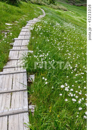 ニセ巻機山（前巻機山）山頂付近の木道とワタスゲ 45231016