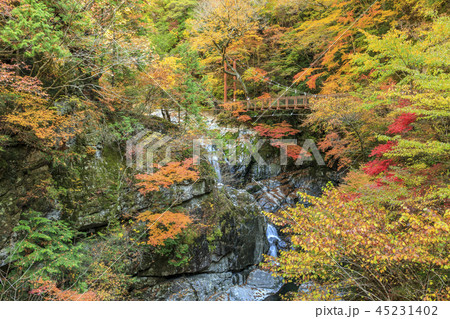 みたらい渓谷　紅葉 45231402