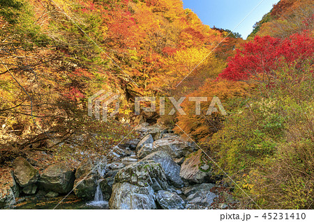 みたらい渓谷　紅葉 45231410