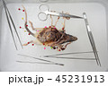 Rat Dissection-Biological Sciences in biology lab 45231913