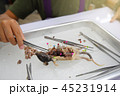 Rat Dissection-Biological Sciences in biology lab 45231914