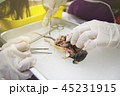 Rat Dissection-Biological Sciences in biology lab 45231915