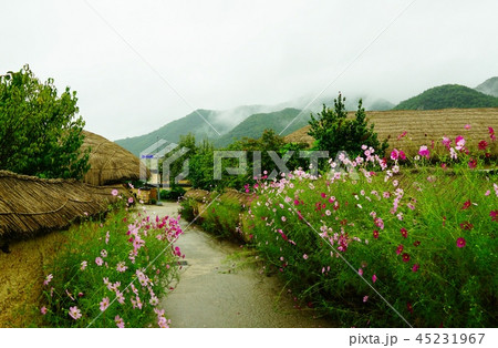 韓国　河回村 45231967