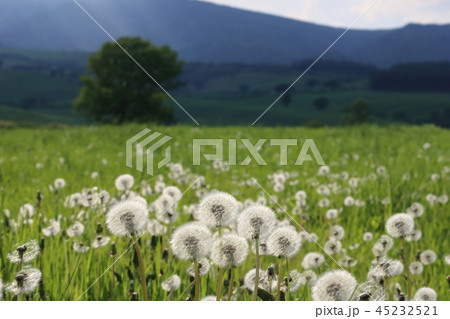 北海道 上士幌 ナイタイ高原牧場 タンポポの綿毛 北海道 上士幌 ナイタイ高原牧場 タンポポの綿毛 45232521