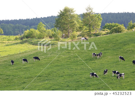 北海道　上士幌　ナイタイ高原牧場 45232523