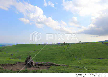 北海道　上士幌　ナイタイ高原牧場 45232526