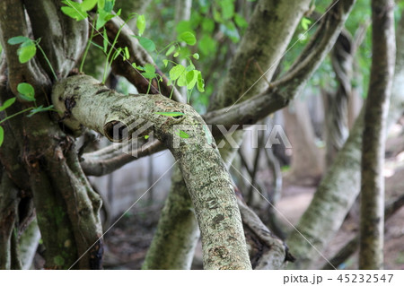 Young green leaves  on big tree branches, nature. 45232547