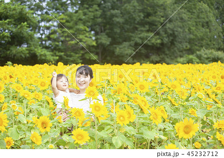 ひまわり畑 親子の写真素材