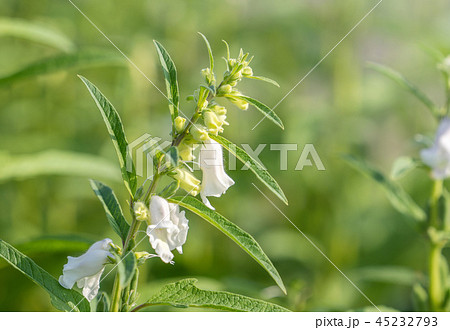 胡麻 ごま セサミ 45232793