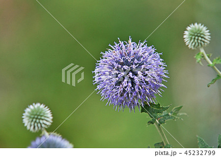 青緑色のルリタマアザミの花の写真素材
