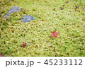 秋の京都　高雄 45233112