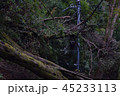 秋の京都　高雄 45233113