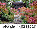 秋の京都　高雄 45233115